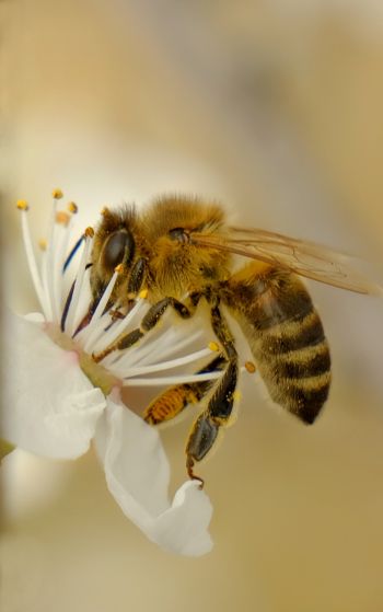 Обои 1752x2800 насекомое, пчела