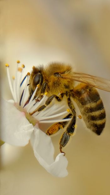 Обои 1080x1920 насекомое, пчела