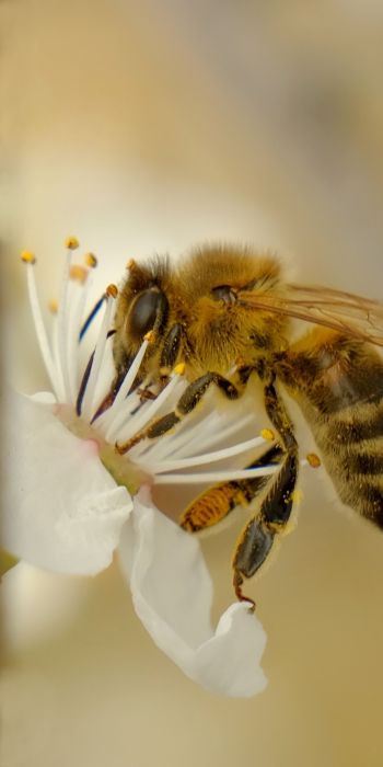 Обои 720x1440 насекомое, пчела