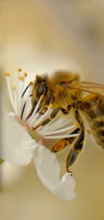 Обои 1080x2280 насекомое, пчела