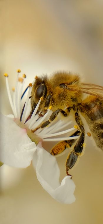 Обои 1125x2436 насекомое, пчела