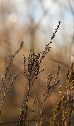 dry plant, panicles Wallpaper 600x1024