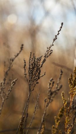 dry plant, panicles Wallpaper 640x1136