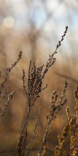 dry plant, panicles Wallpaper 720x1440