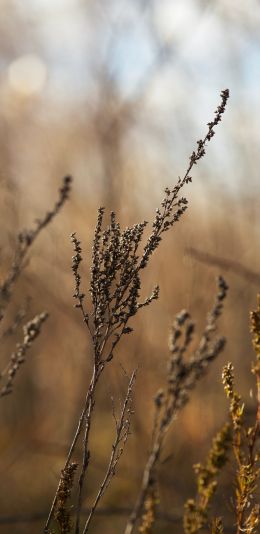 dry plant, panicles Wallpaper 1080x2220