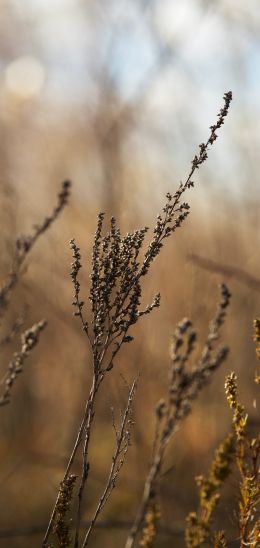 dry plant, panicles Wallpaper 1440x3040