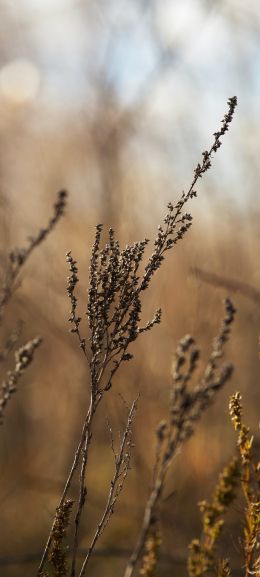 dry plant, panicles Wallpaper 1080x2400