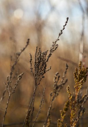 dry plant, panicles Wallpaper 1640x2360