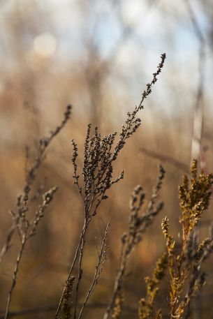 dry plant, panicles Wallpaper 640x960