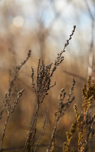 dry plant, panicles Wallpaper 1752x2800