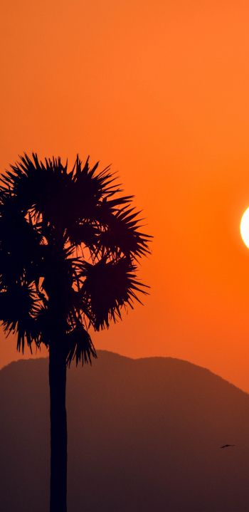 sunset, silhouettes Wallpaper 1440x2960