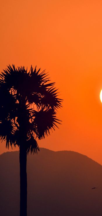 sunset, silhouettes Wallpaper 1440x3040