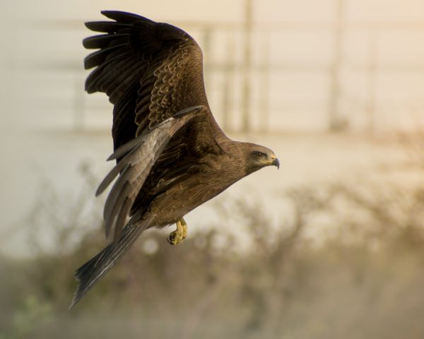 bird, eagle Wallpaper 1280x1024