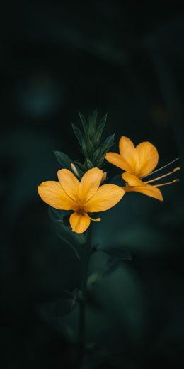 Обои 720x1440 цветок, растение
