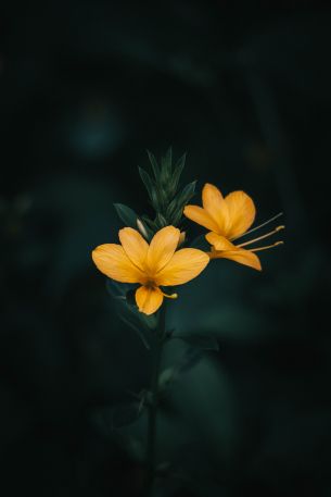 flower, plant Wallpaper 3648x5472