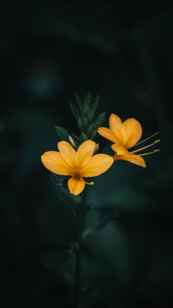Обои 640x1136 цветок, растение