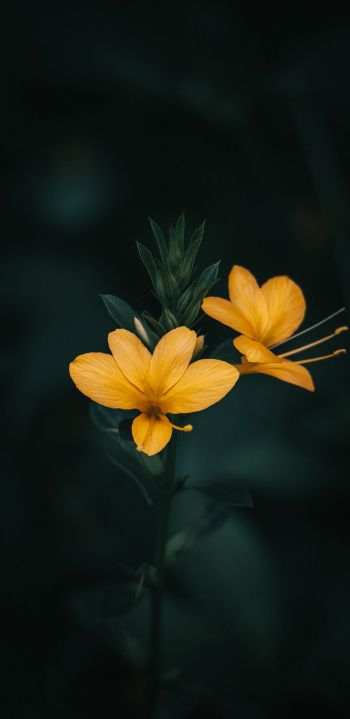 Обои 1080x2220 цветок, растение