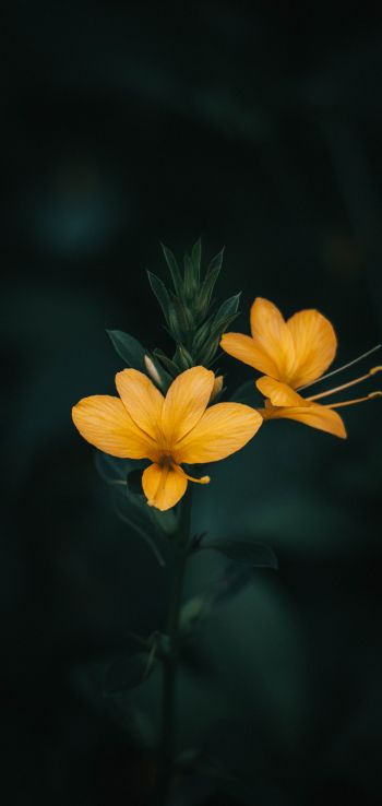 Обои 1080x2280 цветок, растение