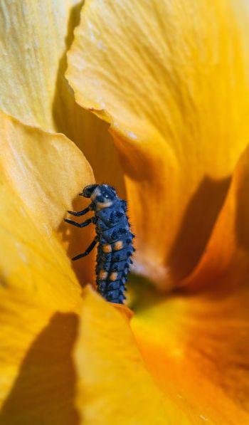 insect, flower Wallpaper 600x1024