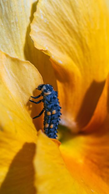 insect, flower Wallpaper 640x1136