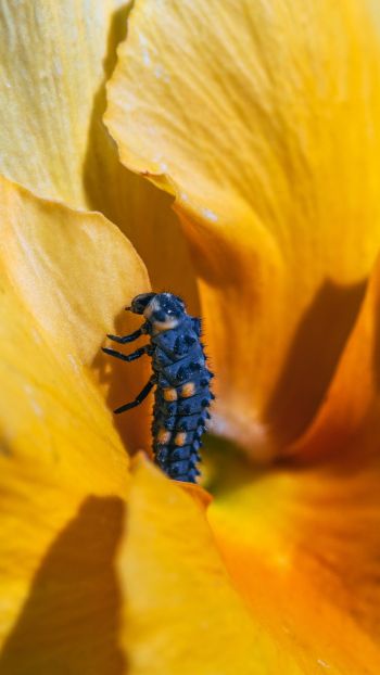 insect, flower Wallpaper 750x1334
