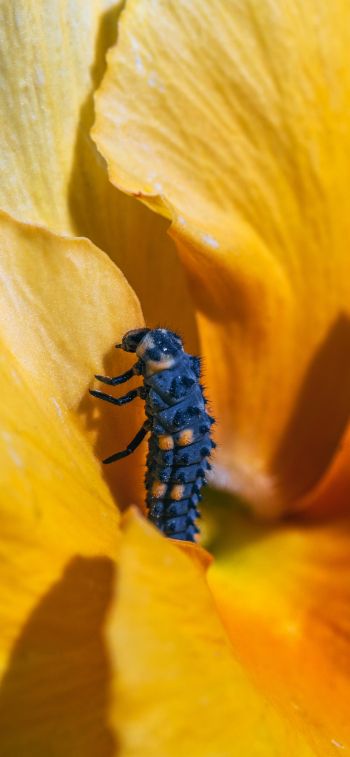insect, flower Wallpaper 828x1792