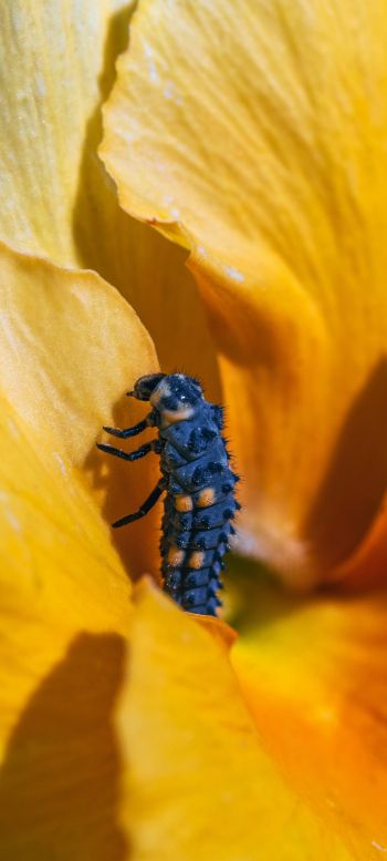 insect, flower Wallpaper 1440x3200