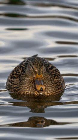 lake, duck Wallpaper 640x1136