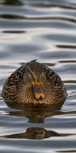 lake, duck Wallpaper 720x1440