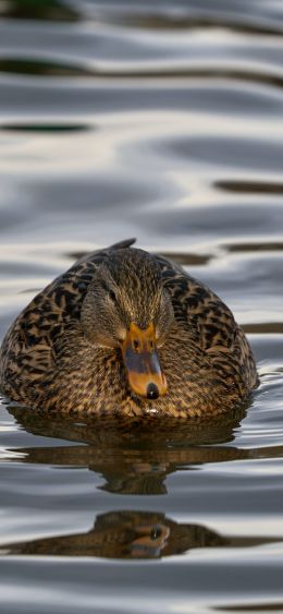 lake, duck Wallpaper 1080x2340