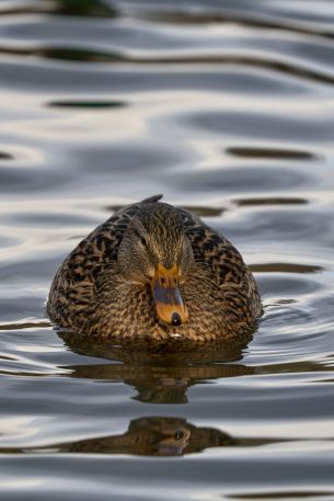 lake, duck Wallpaper 640x960