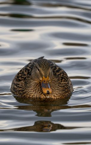 lake, duck Wallpaper 1752x2800