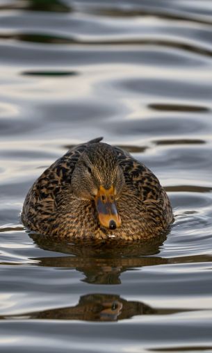 lake, duck Wallpaper 1200x2000