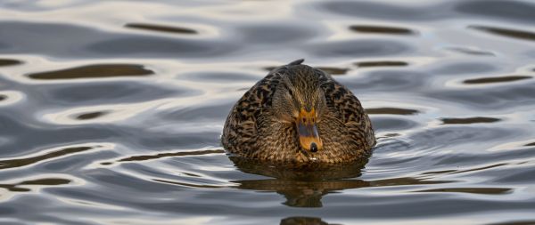 lake, duck Wallpaper 2560x1080