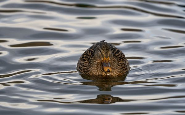 lake, duck Wallpaper 2560x1600