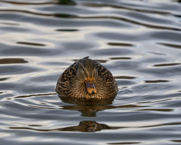 lake, duck Wallpaper 1280x1024