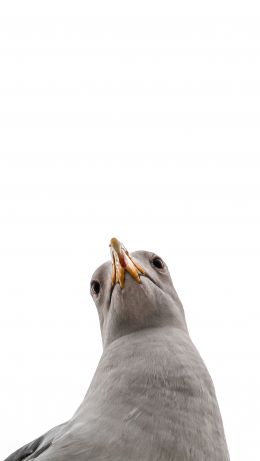 seagull, bird Wallpaper 640x1136