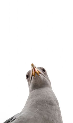 seagull, bird Wallpaper 1200x2000