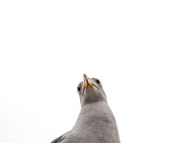 seagull, bird Wallpaper 1280x1024