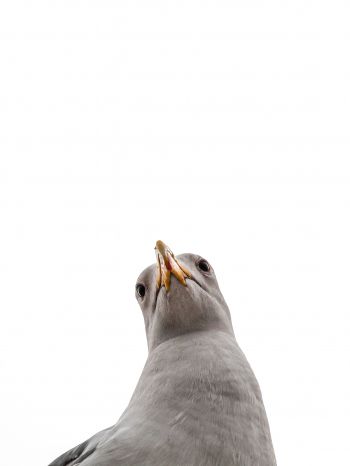 seagull, bird Wallpaper 1668x2224
