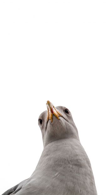 seagull, bird Wallpaper 640x1136