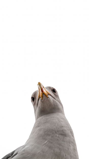 seagull, bird Wallpaper 1080x1920