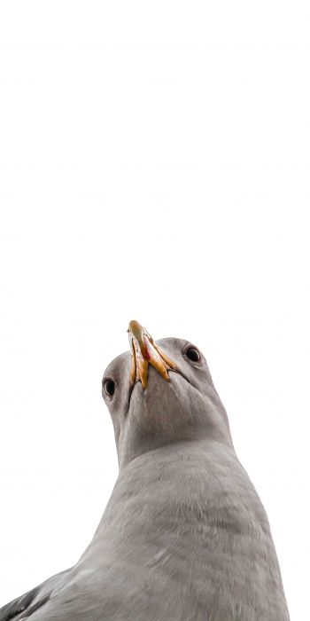 seagull, bird Wallpaper 720x1440