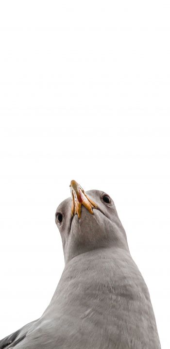 seagull, bird Wallpaper 1440x2960
