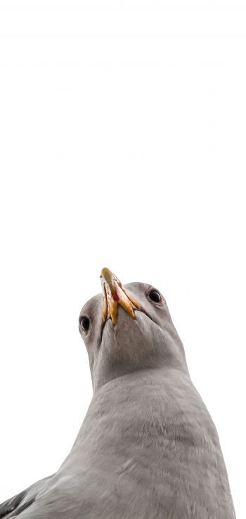 seagull, bird Wallpaper 1440x3040