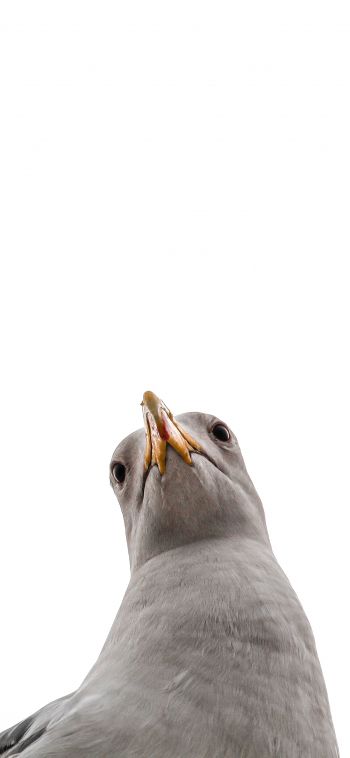 seagull, bird Wallpaper 1080x2340