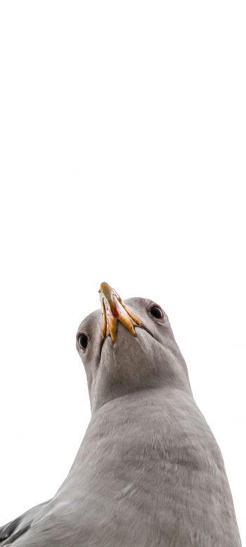 seagull, bird Wallpaper 1080x2400