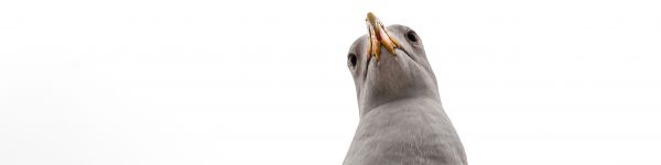 seagull, bird Wallpaper 1590x400