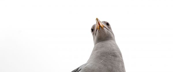 seagull, bird Wallpaper 3440x1440