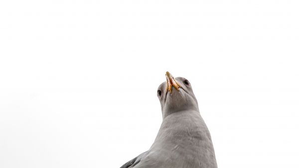 seagull, bird Wallpaper 2048x1152